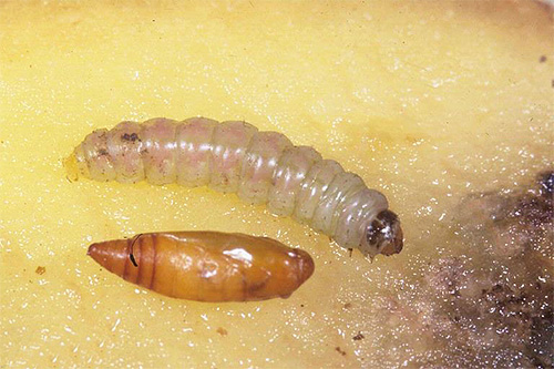 In the photo - a caterpillar and a potato moth chrysalis