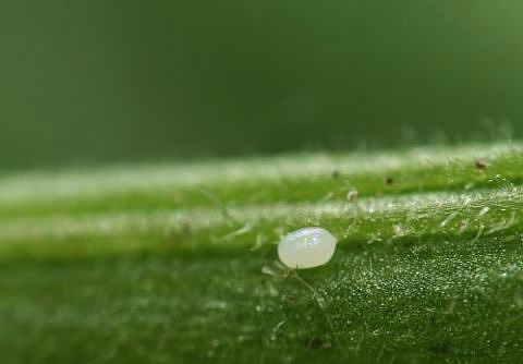 Potato moth eggs are very small