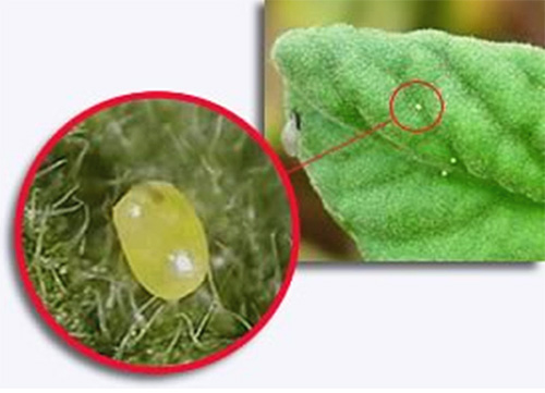 The female lays eggs in small groups
