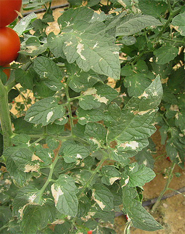 Potato moth caterpillars can damage not only potatoes, but also tomatoes