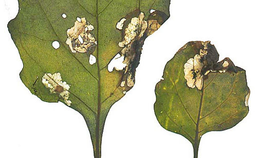 Potato moth larvae feed on both the leaves and the tubers themselves.