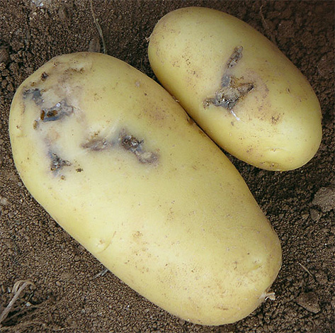 Tuber damaged by potato moth caterpillars