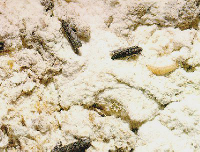 Nella farina si trovano farfalle, larve e bozzoli di falene alimentari