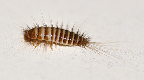 Larva di Kozheed