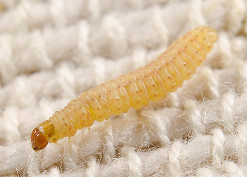 Larva di falena del tappeto