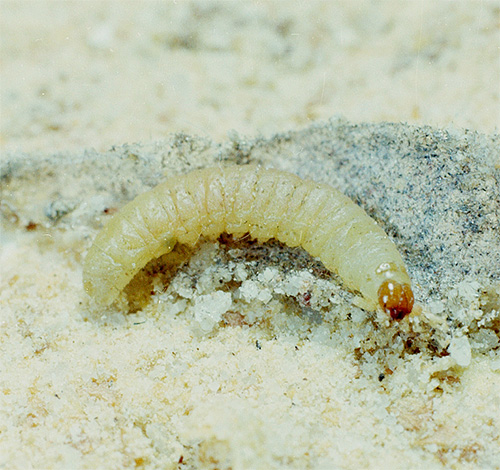 Bruco falena dell'ultima età