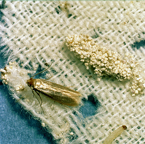 Larva e farfalla dei vestiti falena