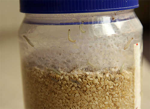 Larve di falena alimentare nelle semole
