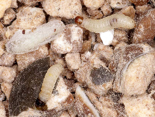 Le larve di diversi tipi di falene possono mangiare un'ampia varietà di cibi.
