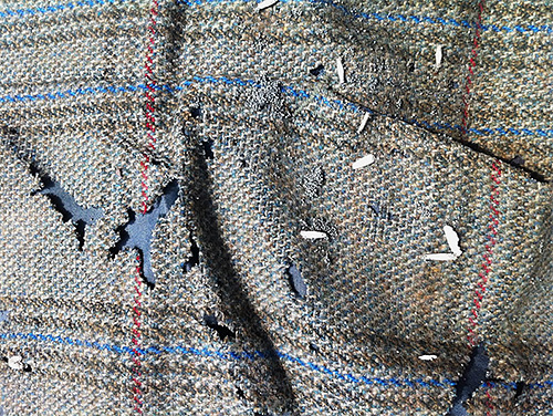 Ogni larva di falena è un nuovo buco nel tuo maglione o cappotto preferito.