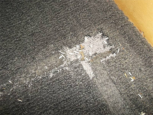 Numerose larve di falena hanno gravemente danneggiato questo tappeto.