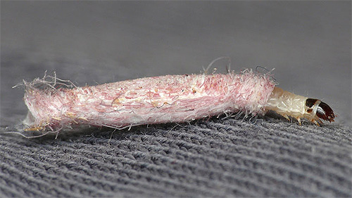 Larva di falena di stoffa in una custodia