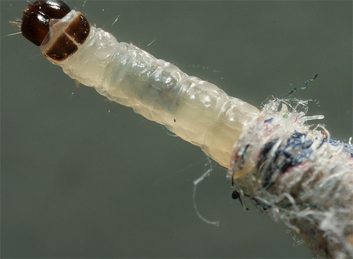 Foto del primo piano di una larva della falena dei vestiti