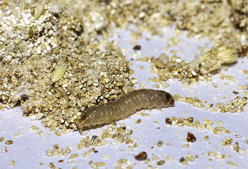 Come ogni altro bruco, la larva della falena ha diverse paia di zampe.