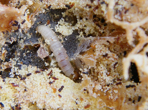 Larva della falena del cibo della stalla