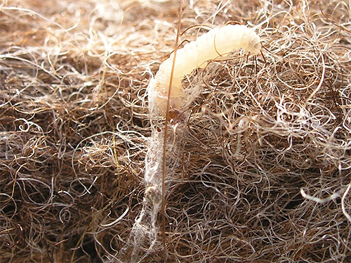 La larva della falena del mobile tesse il suo bozzolo dai resti di tessuto danneggiato
