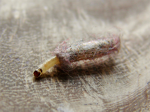 In tal caso, la larva può muoversi per brevi distanze.