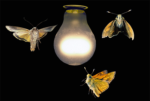 Även om fjärilar orsakar en del besvär, flockas de till ljuset av en lampa, kan de inte bita någon.