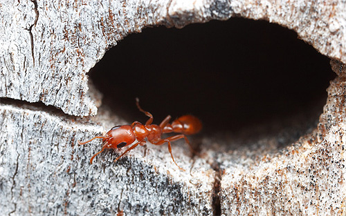La durée de vie des fourmis dépend en grande partie de leur espèce et des fonctions qu'elles remplissent.