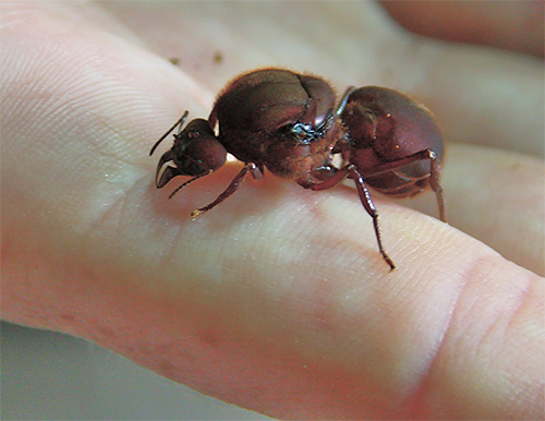 Une reine des fourmis vit généralement beaucoup plus longtemps que les autres membres de la colonie.