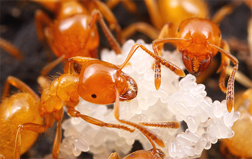 Au début de leur vie, les fourmis pharaon s'occupent des larves.