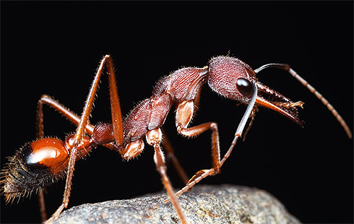Photo d'une fourmi bouledogue - l'une des fourmis qui vivent le plus longtemps