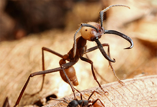 Les fourmis militaires ne peuvent pas se vanter de la même longévité que les fourmis bouledogues, mais elles sont connues pour d'autres records.