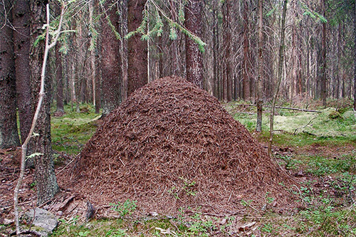 Des fourmilières en forme de gros tas se retrouvent souvent dans nos forêts.