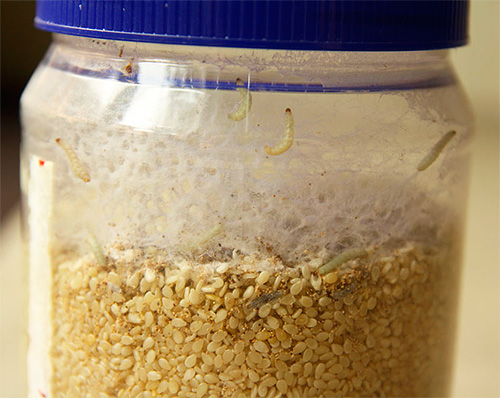Non aerosolizzare il cibo in cui si sono riprodotte larve di falena alimentare.
