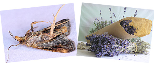 Muitas pessoas sabem que as mariposas podem ser repelidas com lavanda. Vamos descobrir de que outros meios a mariposa tem medo