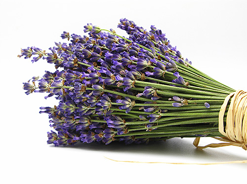 As mariposas não gostam do cheiro forte de lavanda.