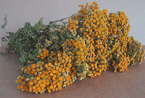 O cheiro de tansy pode assustar não apenas mariposas, mas também outros insetos
