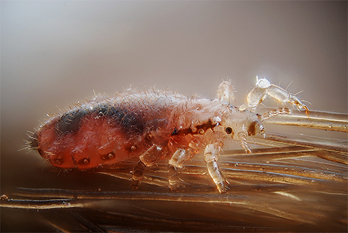 Let's talk about the incubation period of head lice