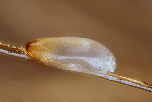 The nit is firmly attached to the hair and has a special cap through which the nymph is selected when it is ripe.