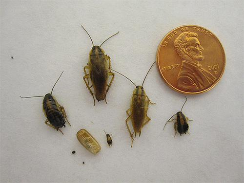 The nymph stage in development is not only in head lice, but also, for example, in cockroaches