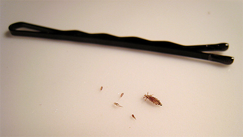 In the photo - an adult head louse and nits
