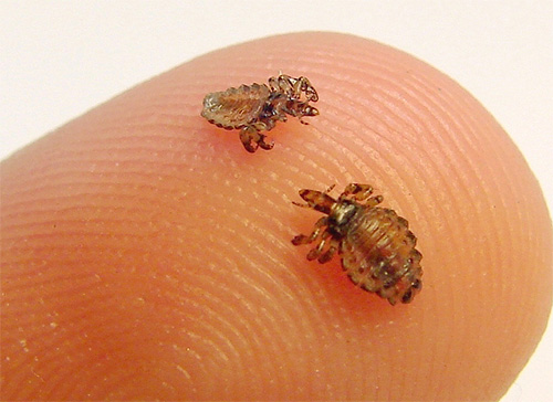 The incubation period for the development of nits in body lice is 5-8 days
