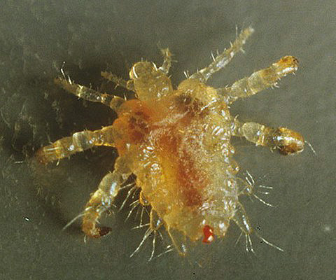Pubic louse - its incubation period is approximately 6 days (time of maturation of nits)