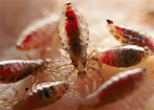 Let's look at how lice can be transmitted to humans