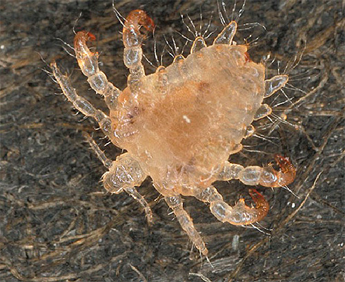 The photo shows a close-up of a pubic louse