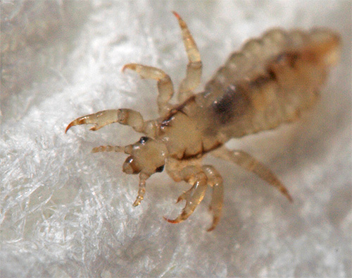 Practice shows that lice very easily pass from one person to another.