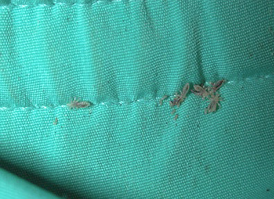 In the photo - lice in bed