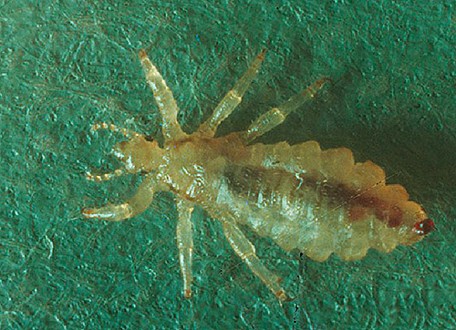 Due to people's poor knowledge of the biology of lice, there are many myths about them.