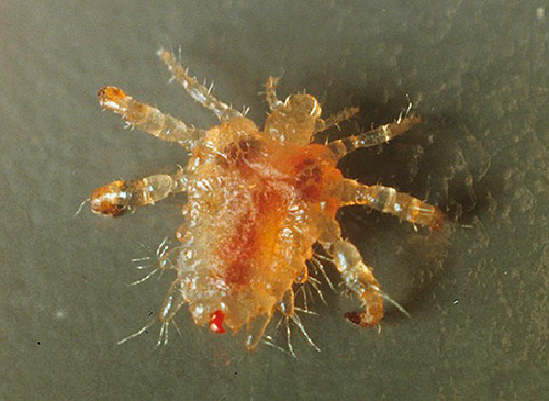 Photo of pubic louse