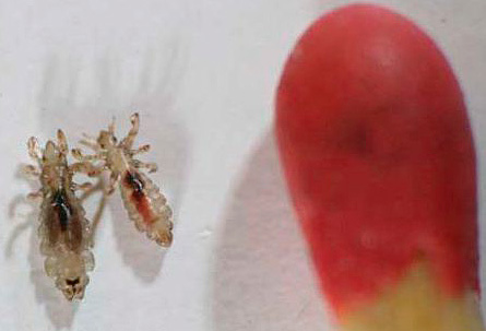 Both head and pubic lice can be transmitted through sexual contact.