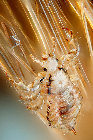Di solito, il pidocchio femmina attacca l'uovo a una distanza di circa 2-3 cm dalla radice del pelo.