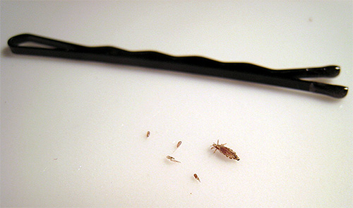 Pidocchi e lendini possono essere trasmessi insieme ai prodotti per la cura dei capelli
