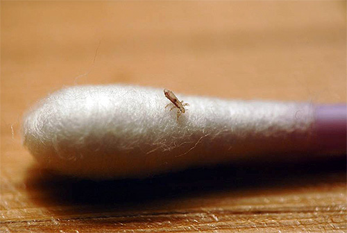 Les poux sont transmis des personnes infectées aux personnes en bonne santé.