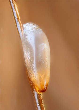 photo de lentes sur les cheveux