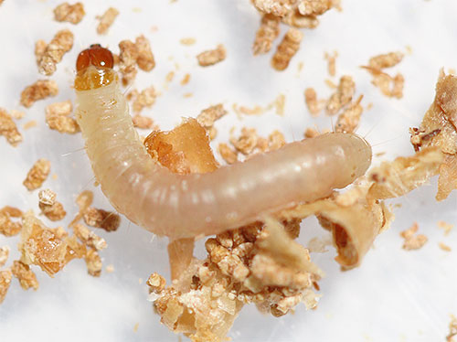 La mite alimentaire est dangereuse avec des pertes de nourriture et une forte diminution de leur qualité.